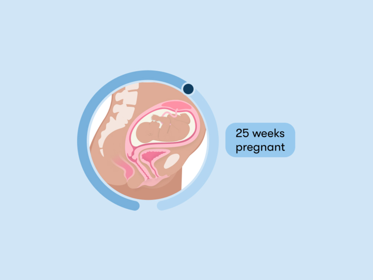 25 weeks pregnant Symptoms, belly, and baby movement